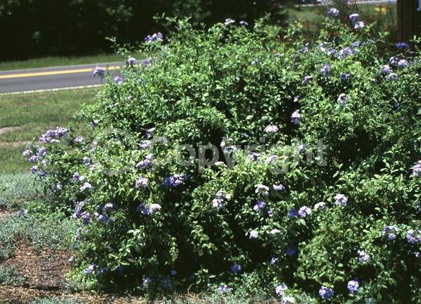 Blue blooms; White blooms; Evergreen