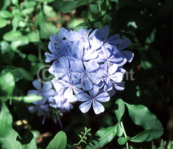 Blue blooms; White blooms; Evergreen