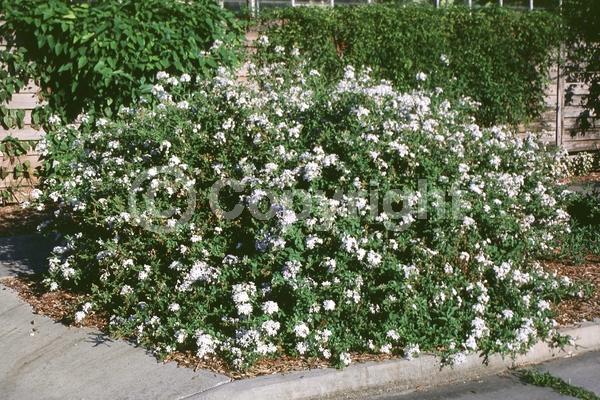 Blue blooms; White blooms; Evergreen