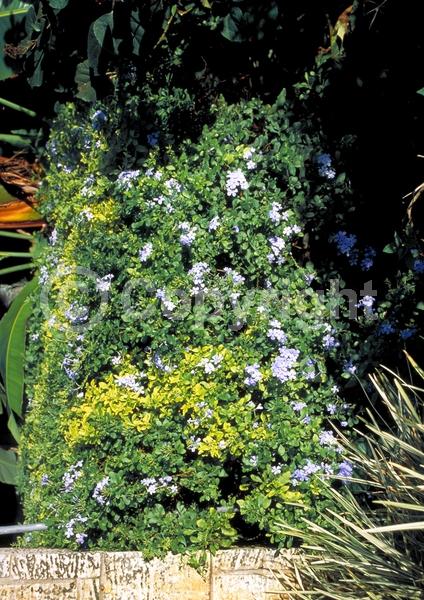 Blue blooms; White blooms; Evergreen