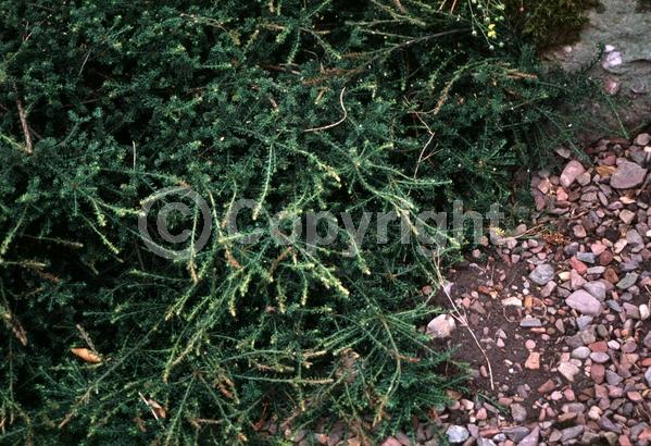 Yellow blooms; Evergreen