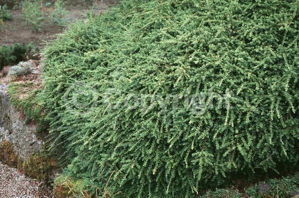 Yellow blooms; Evergreen