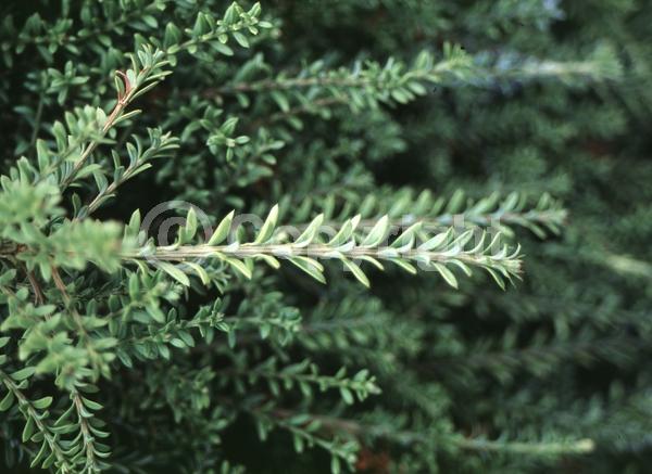 Yellow blooms; Evergreen