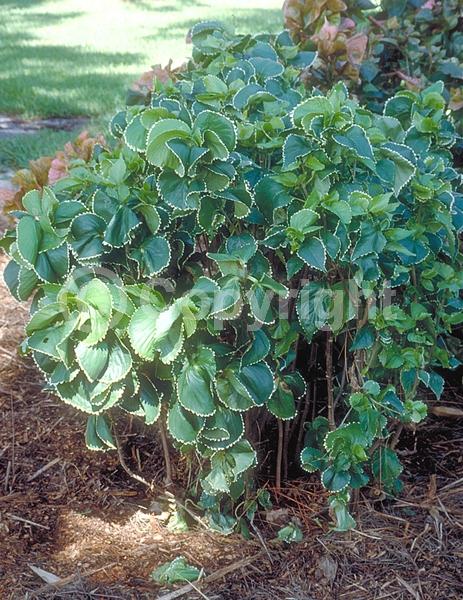 White blooms; Evergreen