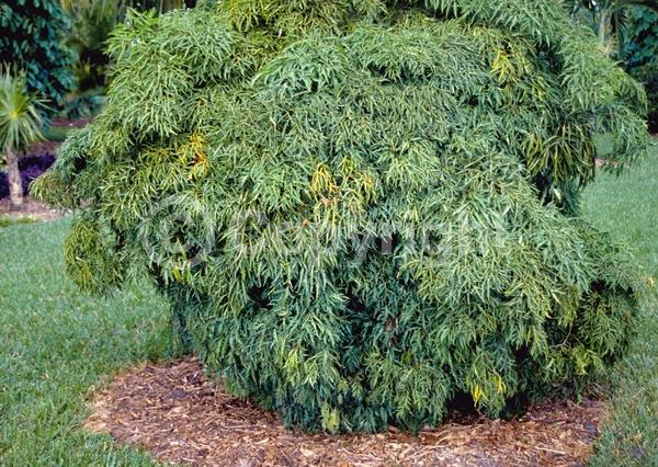 White blooms; Evergreen