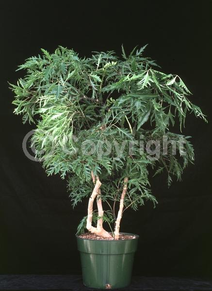 White blooms; Evergreen