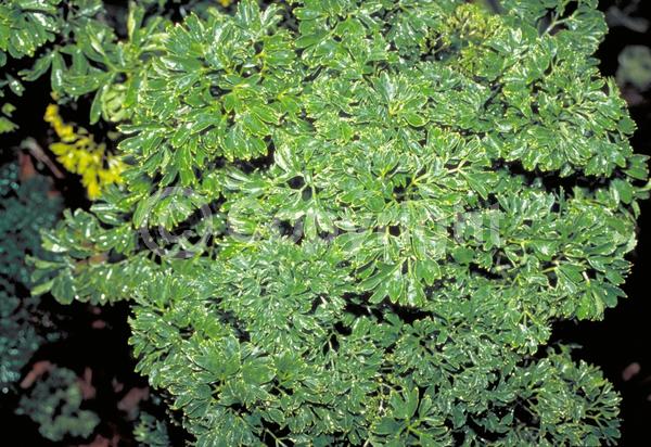 White blooms; Evergreen