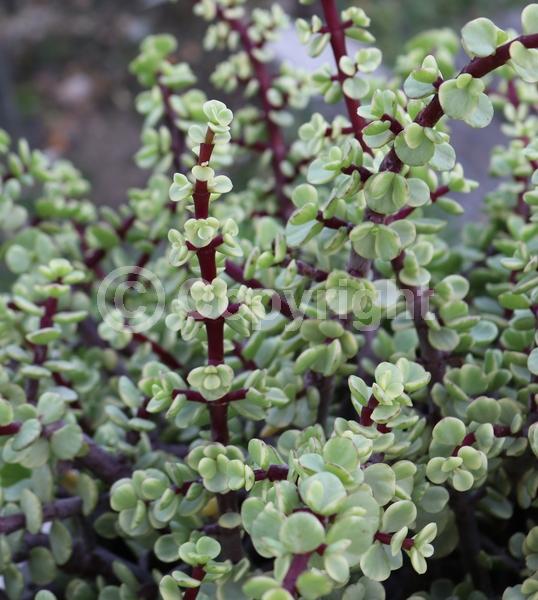 Lavender blooms; Semi-evergreen
