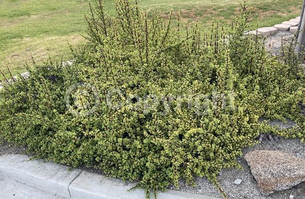 Lavender blooms; Semi-evergreen