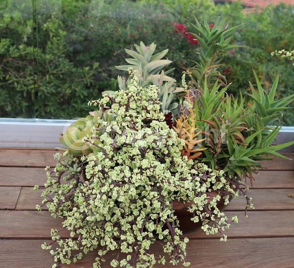 Lavender blooms; Semi-evergreen