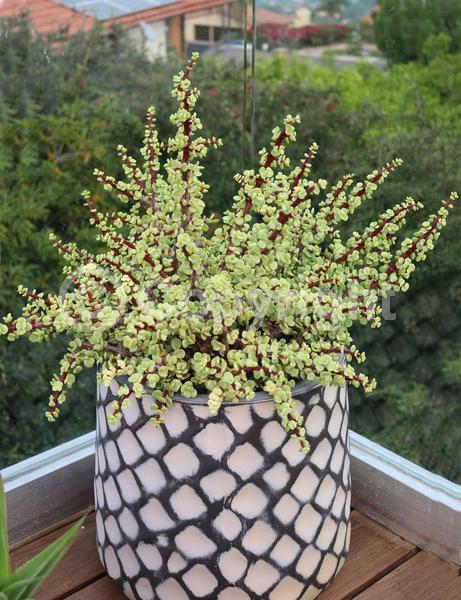 Lavender blooms; Semi-evergreen