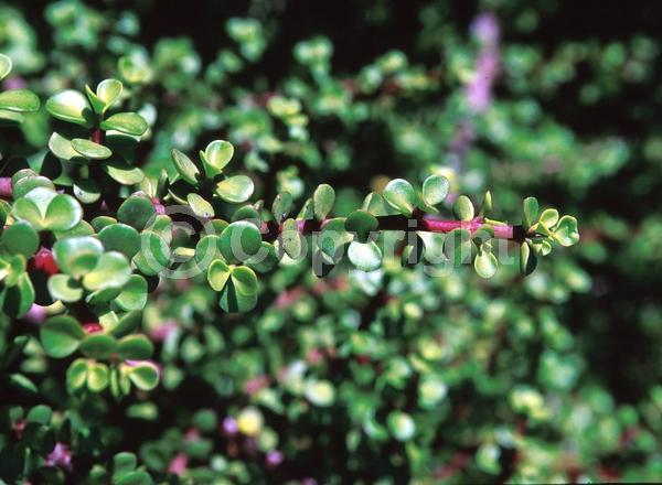 Pink blooms; Semi-evergreen