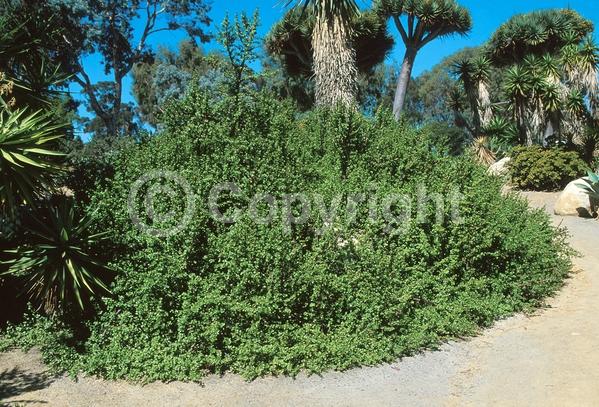 Pink blooms; Semi-evergreen