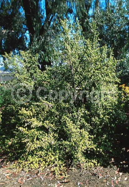 Pink blooms; Semi-evergreen