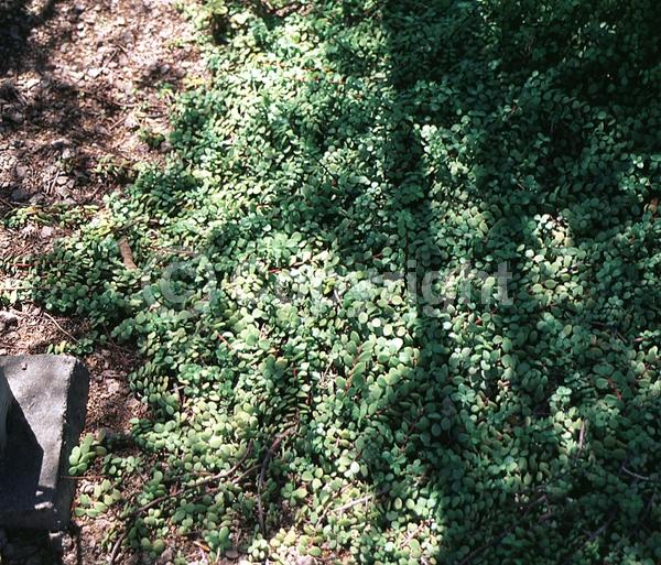 Pink blooms; Semi-evergreen