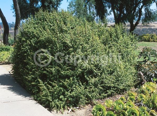 Pink blooms; Semi-evergreen