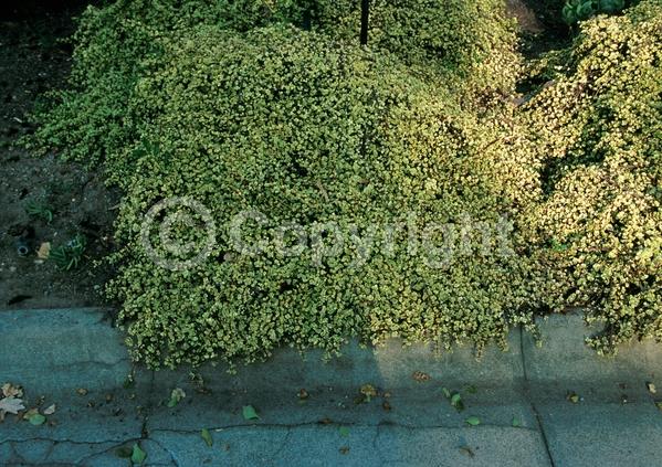 Lavender blooms; Semi-evergreen