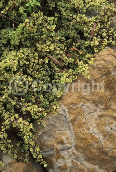 Lavender blooms; Semi-evergreen