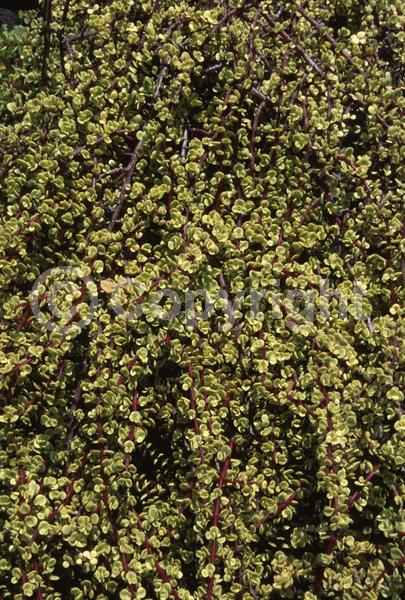 Lavender blooms; Semi-evergreen