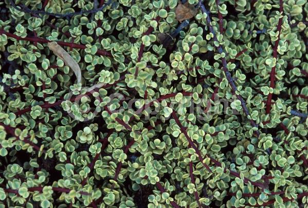 Lavender blooms; Semi-evergreen
