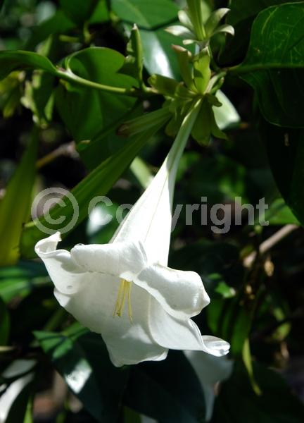 White blooms; Evergreen