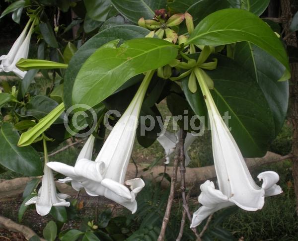 White blooms; Evergreen