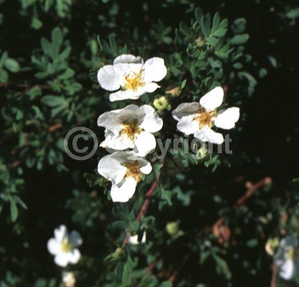 White blooms; Evergreen; Broadleaf