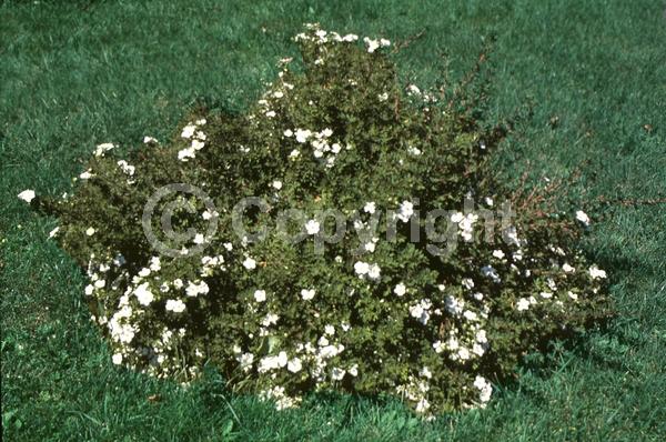 White blooms; Evergreen; Broadleaf