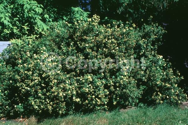 Yellow blooms; Evergreen