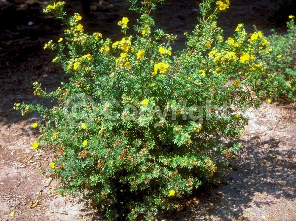 Yellow blooms; Evergreen; Broadleaf