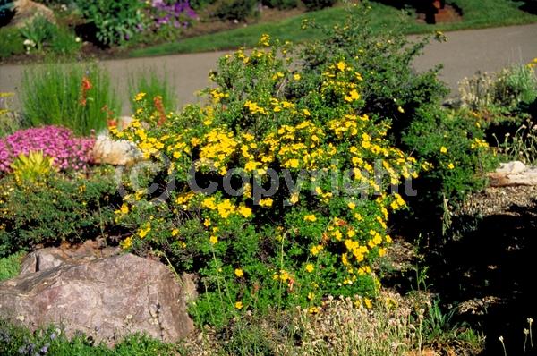 Yellow blooms; Evergreen; Broadleaf