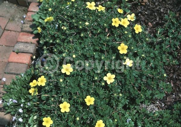 Yellow blooms; Evergreen