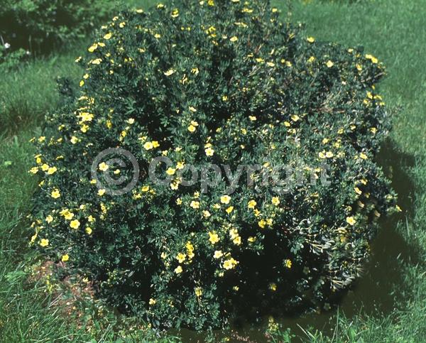 Yellow blooms; Evergreen