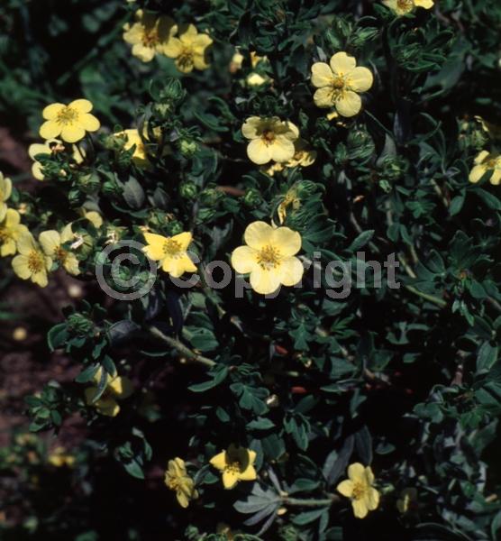 Yellow blooms; Evergreen