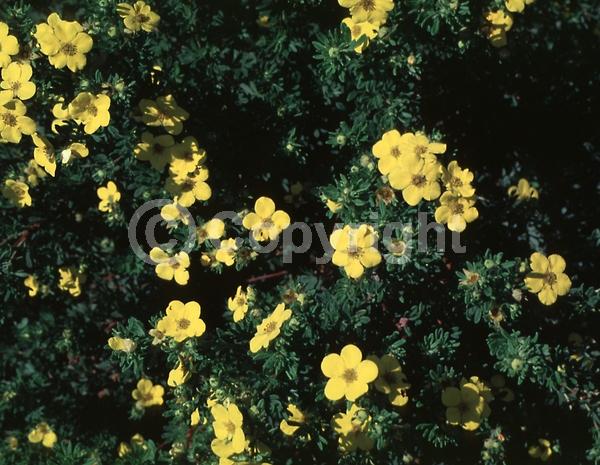 Yellow blooms; Evergreen