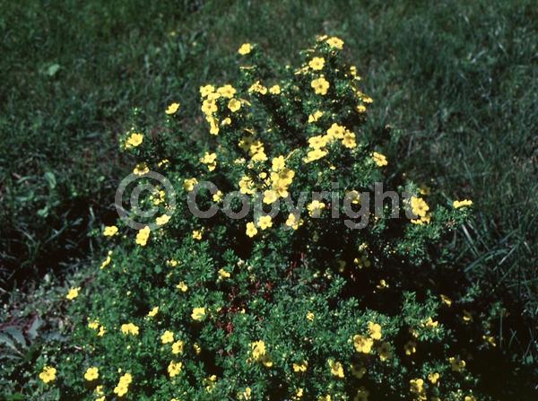 Yellow blooms; Evergreen