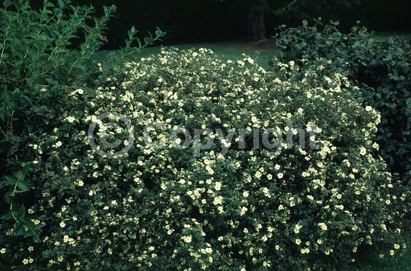 Yellow blooms; Evergreen