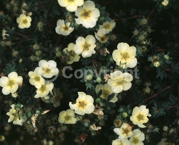 Yellow blooms; Evergreen