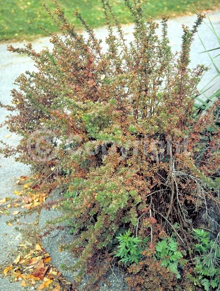 Red blooms; Yellow blooms; White blooms; Pink blooms; Evergreen; North American Native
