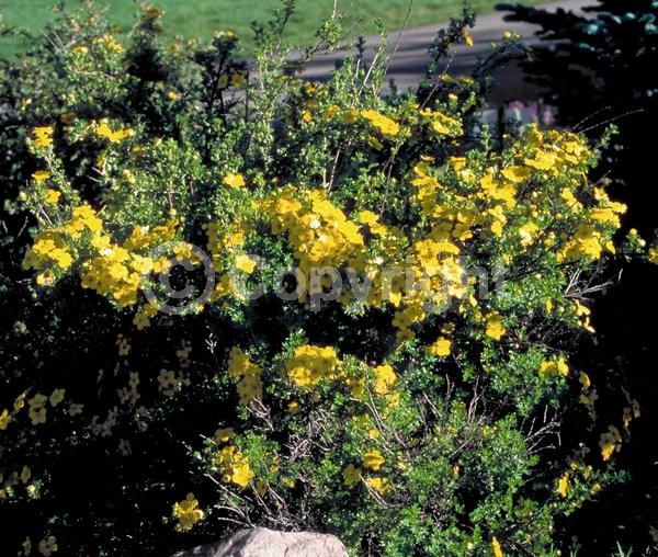 Red blooms; Yellow blooms; White blooms; Pink blooms; Evergreen; North American Native
