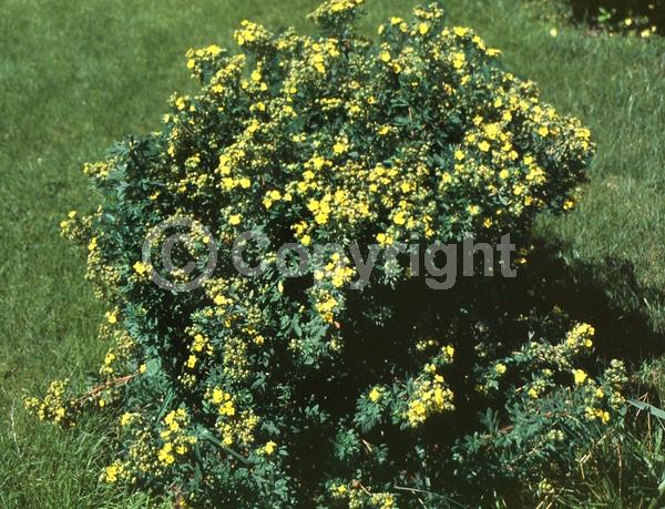 Red blooms; Yellow blooms; White blooms; Pink blooms; Evergreen; North American Native
