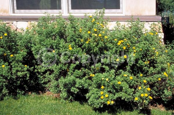 Red blooms; Yellow blooms; White blooms; Pink blooms; Evergreen; North American Native