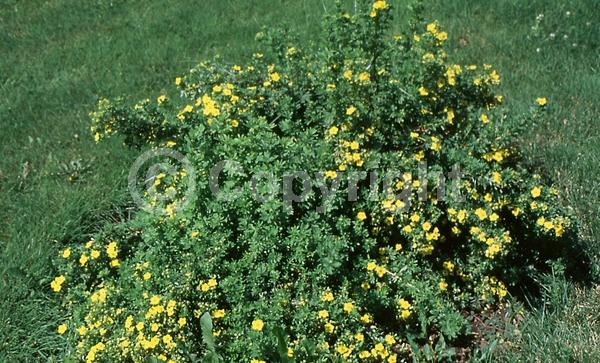 Yellow blooms; Evergreen; Broadleaf