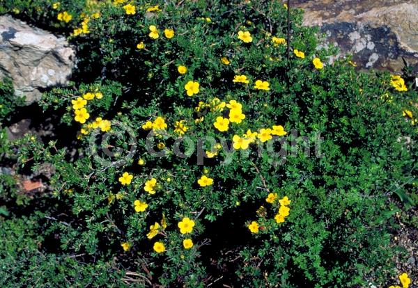 Yellow blooms; Evergreen; Broadleaf