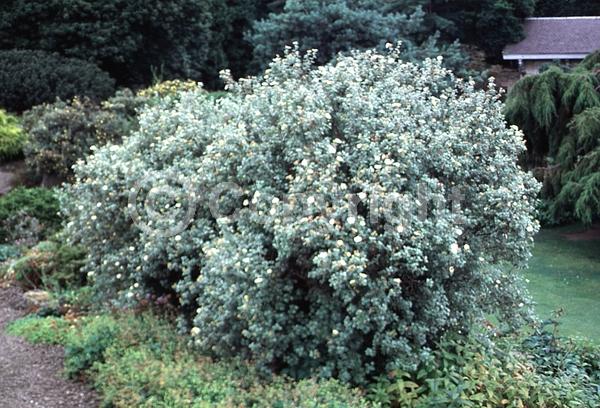 Yellow blooms; Evergreen