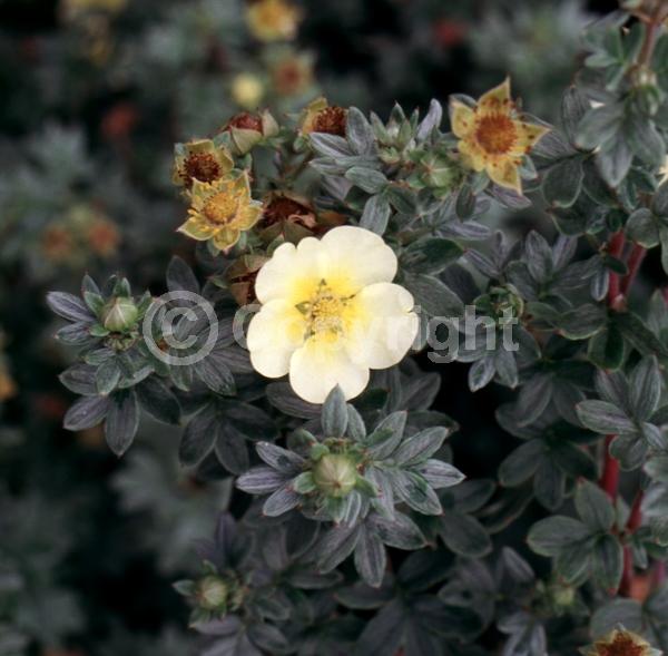 Yellow blooms; Evergreen