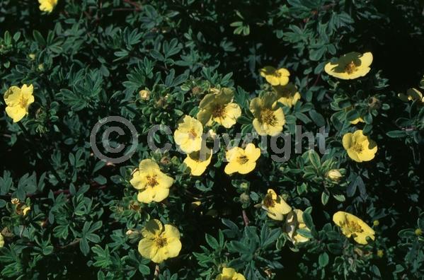 Yellow blooms; Evergreen