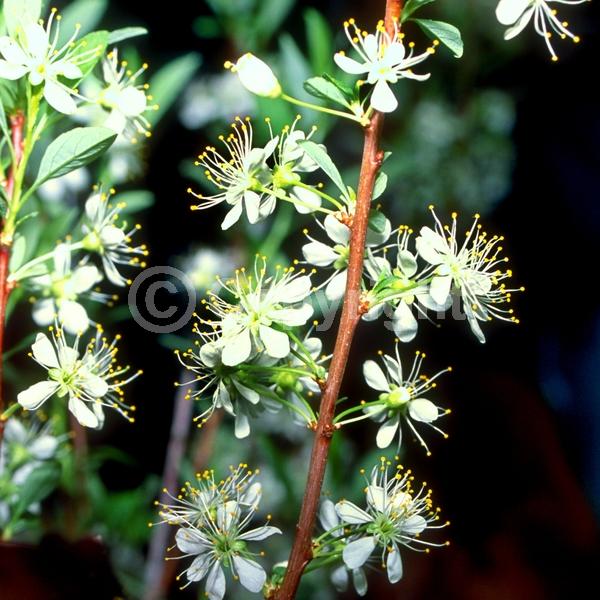White blooms; Deciduous; Broadleaf; North American Native