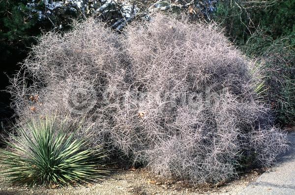 White blooms; Deciduous; North American Native