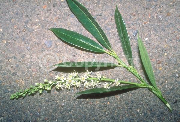 White blooms; Evergreen